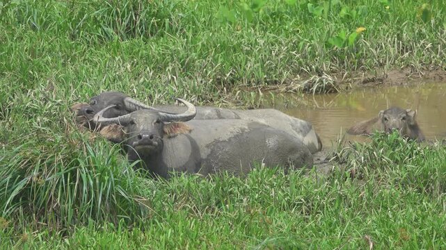 Indian water buffaloes wallow in a swamp pond