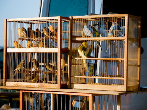 Many beautiful parrots and birds are seen in cages at an animal market, surrounded by the sounds and activity of shoppers looking for pets and companions.