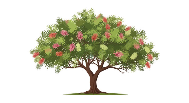 Stylized Illustration of a Flowering Bottlebrush Tree Isolated on White
