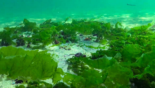 Large thalli of the marine green alga Ulva lactuca on the seabed