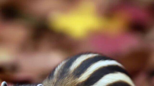 Close-up of a cute chipmunk with striped fur and big eyes, autumn background