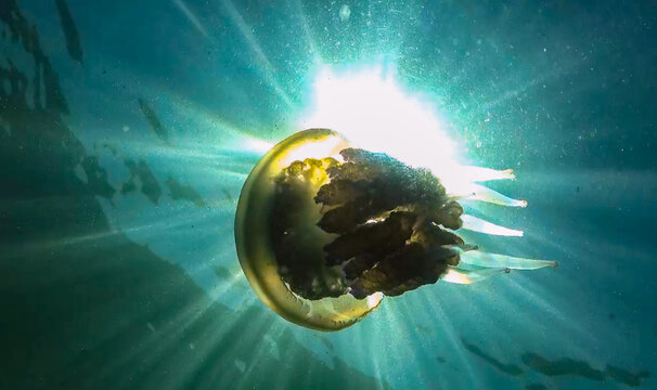 Large jellyfish Rhizostoma pulmo in the water column