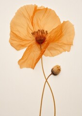 Naklejka premium Delicate orange poppy flower