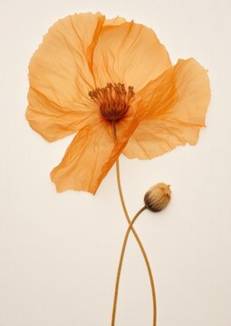 Delicate orange poppy flower
