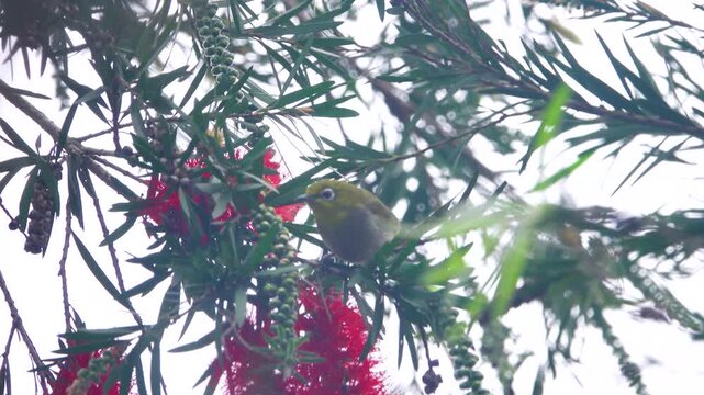 Japanese white-eye (Zosterops japonica) or Heuglin's white-eye (Zosterops poliogastra) feeding on flowers of lemon myrtle (Callistemon citrinus). Vietnam