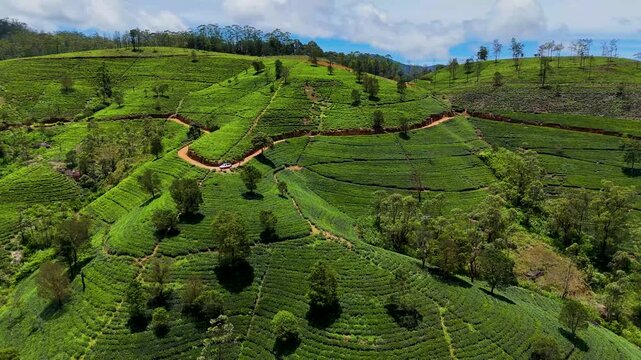 Aerial view of a Ceylon tea plantation in Sri Lanka, showing a rural landscape with lush green fields spread across rolling hillsides.