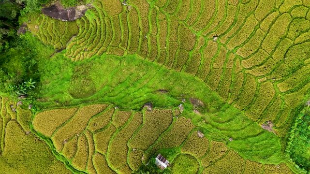 Aerial view of a Ceylon tea plantation in Sri Lanka, showing a rural landscape with lush green fields spread across rolling hillsides.