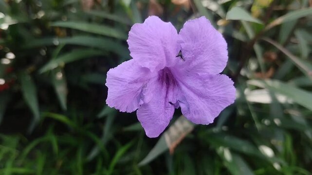 Beautiful purple Ruellia simplex or Mexican petunia or Kencana ungu flowers are blooming in the garden