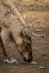 Male reindeer with a single antler remaining. © lapis2380