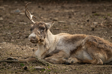 Male reindeer with a single antler remaining. © lapis2380