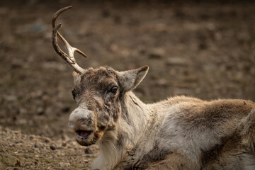 Male reindeer with a single antler remaining. © lapis2380