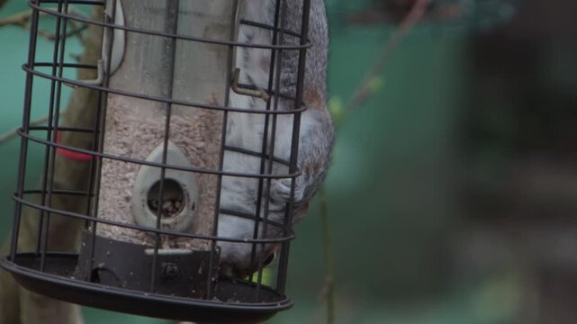 A Grey Squirrel, Sciurus carolinensis, trying to get into a hanging seed feeder in garden. Spring. UK