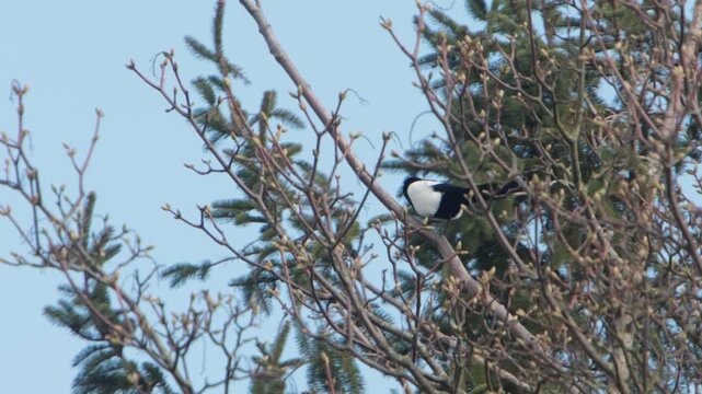 A Magpie, Pica pica, in a tree blowing in wind. Spring. UK