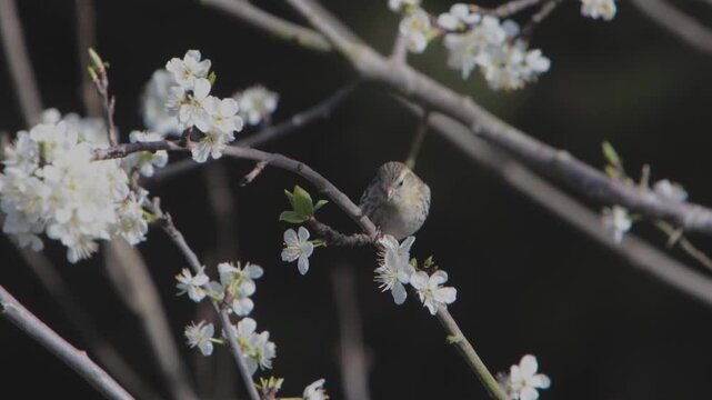 Female Siskin, Carduelis spinus, in a flowering Plum Tree in early Spring. UK