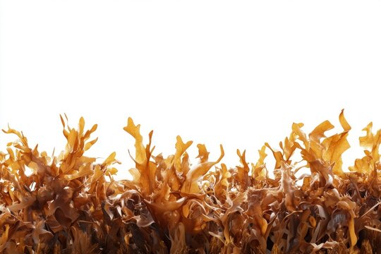 Brown algae seaweed border plants environment bonfire.