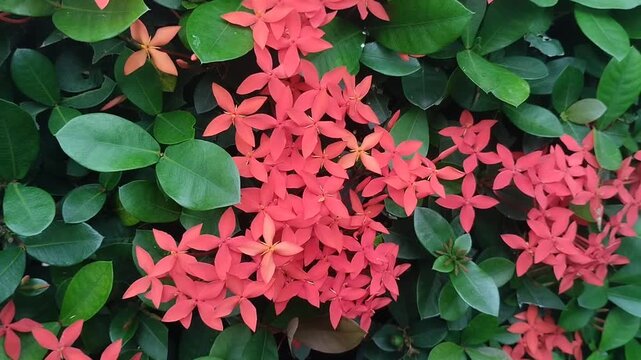Beautiful red Ixora chinensis or Jungle Geranium blooms against a backdrop of lush green foliage. Tropical flowering plants in the garden