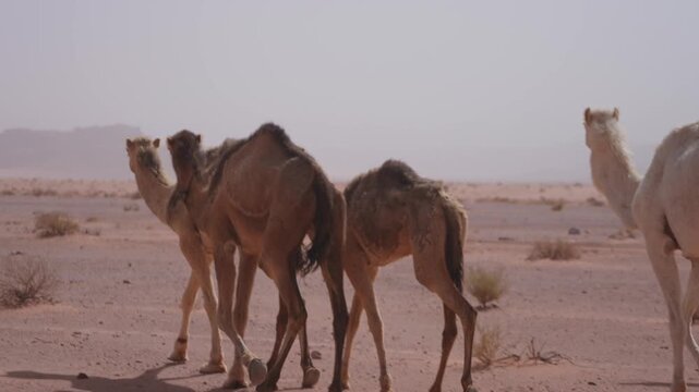 Detail of Herd of camels running in the desert in slowmotion