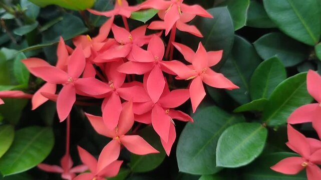 Beautiful red Ixora chinensis or Jungle Geranium blooms against a backdrop of lush green foliage. Tropical flowering plants in the garden