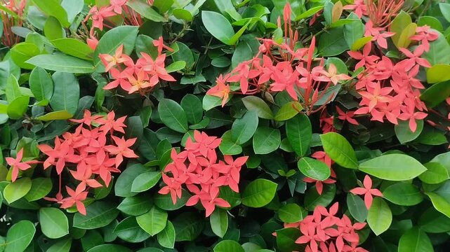 Beautiful red Ixora chinensis or Jungle Geranium blooms against a backdrop of lush green foliage. Tropical flowering plants in the garden