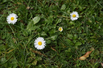 Bellis © ernstboese