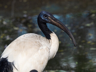 African sacred ibis profile portrait with long curved beak © fotomaster
