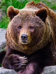 Fototapeta premium Majestic brown bear portrait with large claws on rock
