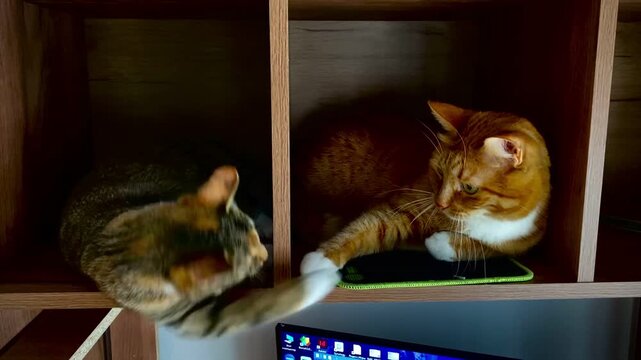 Cats share signals. Cats politely communicate in comfortable corner