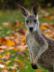 Curious kangaroo portrait standing on grass with autumn leaves © fotomaster