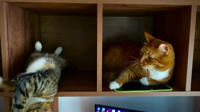 Cats playfully interact. Tabby cats bond in sunny office nook