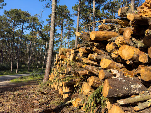 Stack of Cut Pine Wood at Per&iacute;metro Florestal das Dunas de Ovar