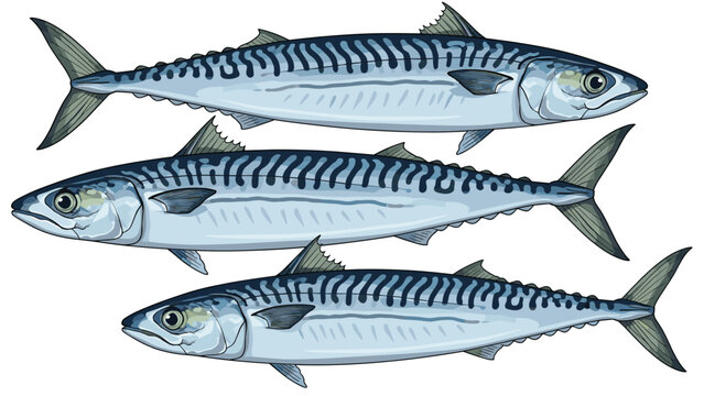 Three detailed mackerel fish with distinctive blue wavy stripes on their backs swimming together on a white background.