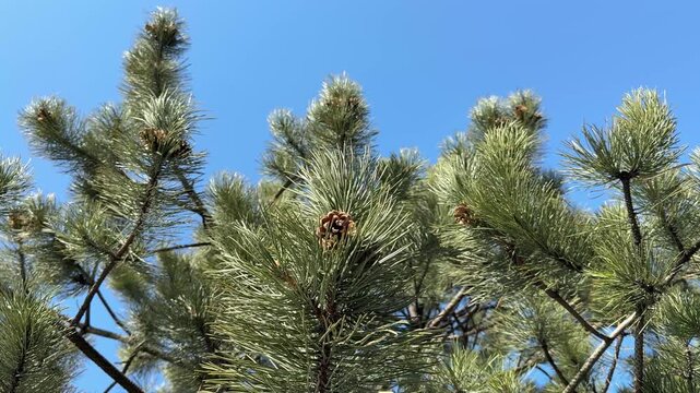 Pine tree branches with pine cones against sky.
