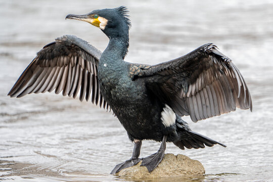 A cormorant is drying its wings.
