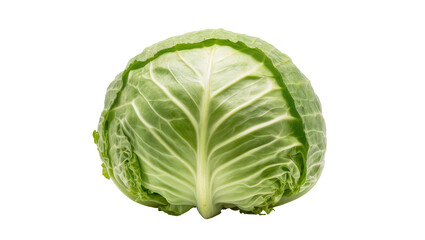 Obraz premium Green round Savoy Cabbage with Textured Leaves and Veins