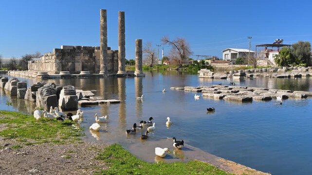 Ducks swimming at the flooded Temple of Leto in Letoon, Turkey
