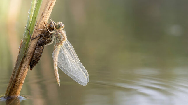 Macro shot of a dragonfly emerging from its larval exuvia, a moment of natural transformation with wide copy space