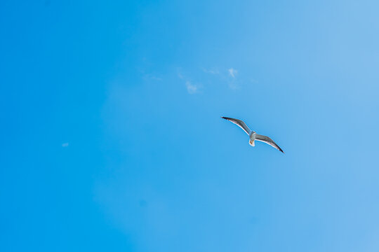landscape shot of seagull fling past with wide spread wings with clear blue skies in spring