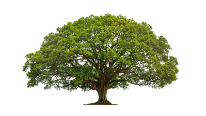 Mature deciduous tree with dense green foliage, displaying thick trunk and sprawling branches © Lukas
