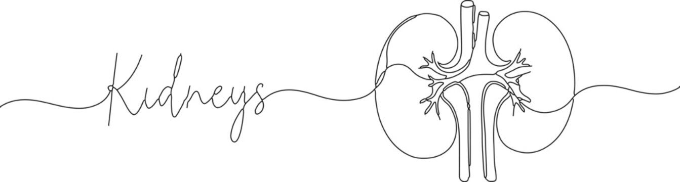 Minimalist continuous line art of human kidneys, medical organ illustration with cursive text, black and white anatomical kidney vector for healthcare