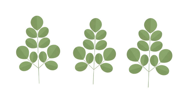 Set of Moringa Oleifera Leaves Vector Illustration