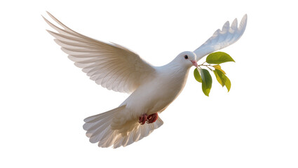 Flying pure white dove carrying lush green olive branch, symbolizing peace