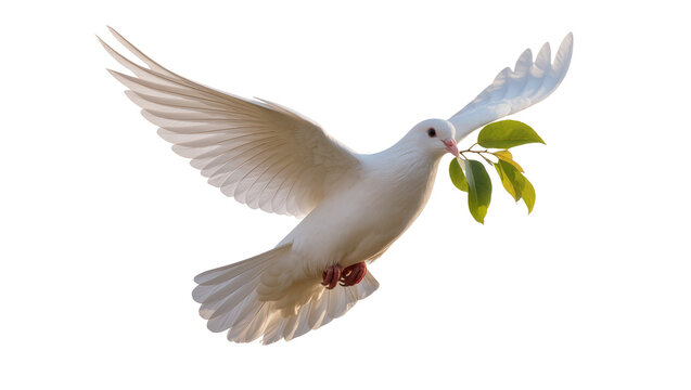 Flying pure white dove carrying lush green olive branch, symbolizing peace