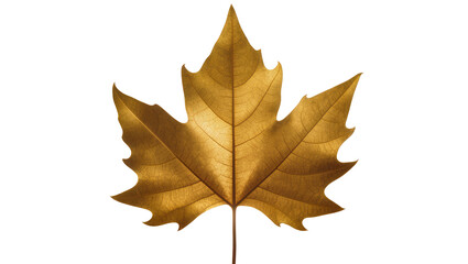 Fototapeta premium Golden Autumn Maple Leaf with Stem on White Surface
