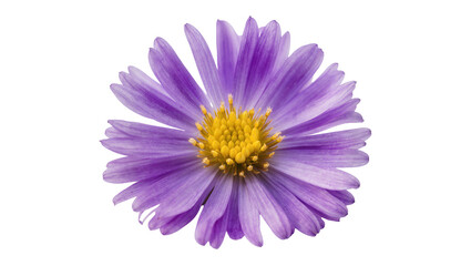 Obraz premium Purple Aster Flower with Yellow Center Detail Close-Up
