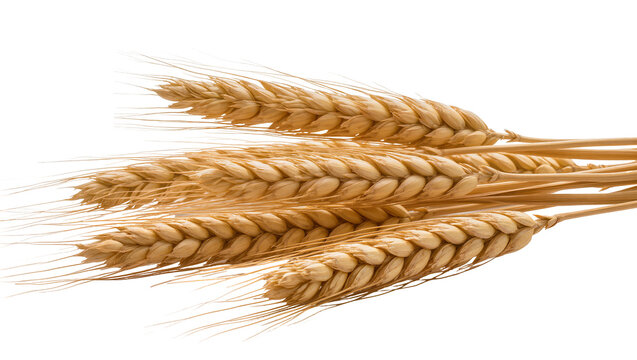 Golden ripe wheat stalks bunch close-up view