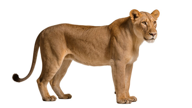 Tan female lion standing sideways with long tail and focused gaze