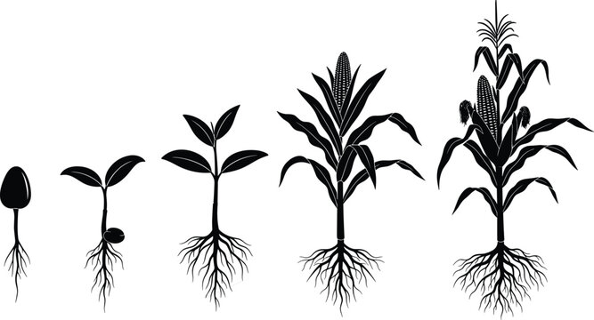 Black silhouette growth cycle of corn plant from seed to mature vegetable stalk with roots isolated on white background vector