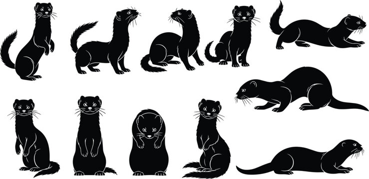 Black vector silhouette set of cute ferrets, weasels, and minks in various standing, sitting, and walking poses on white background.