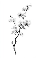 Fototapeta premium Elegant monochrome cherry blossom illustration.