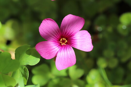 日本の春の道端に咲くピンク色のイモカタバミの花